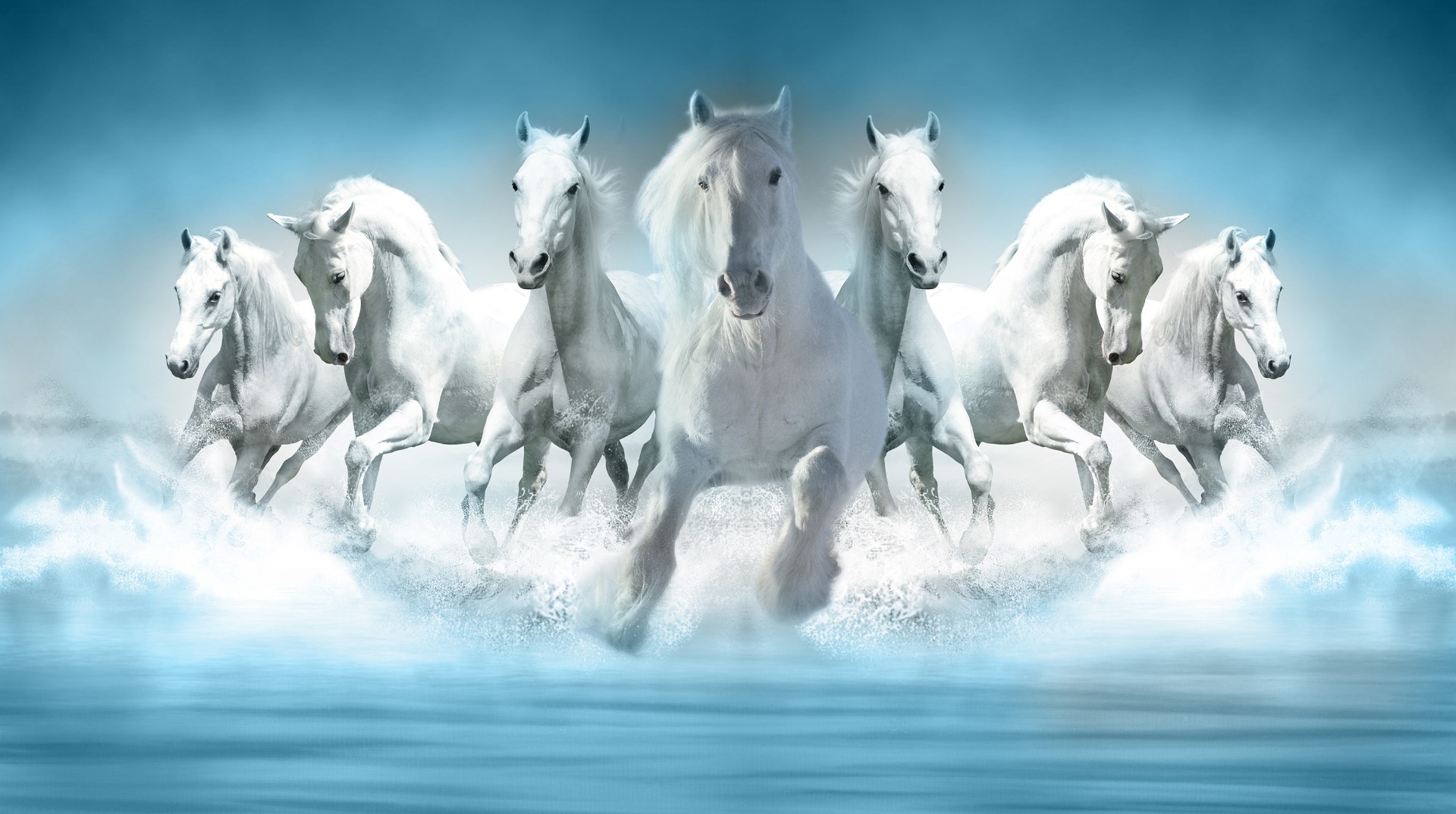 8,029 White Horses Running Stock Photos - Free & Royalty-Free Stock Photos  from Dreamstime